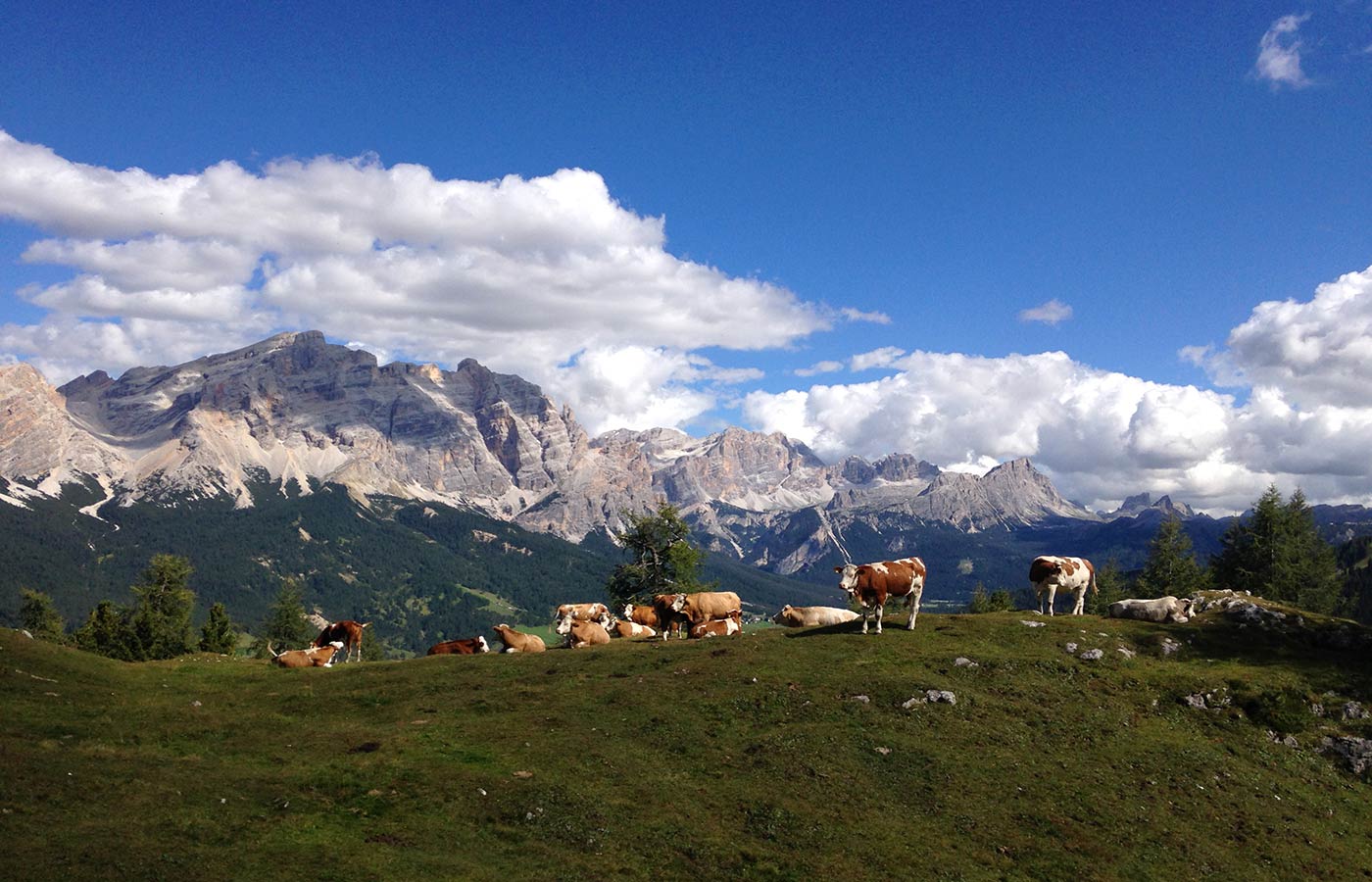 Mucche al pascolo con le Dolomiti sullo sfondo in una giornata di sole